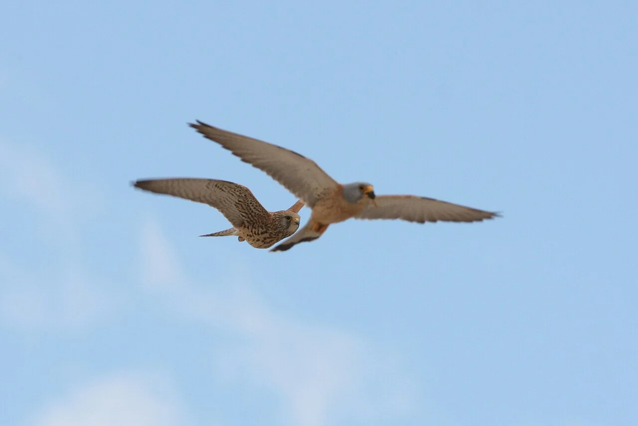 Lesser Kestrel (Falco naumanni) — photo 2 of 5