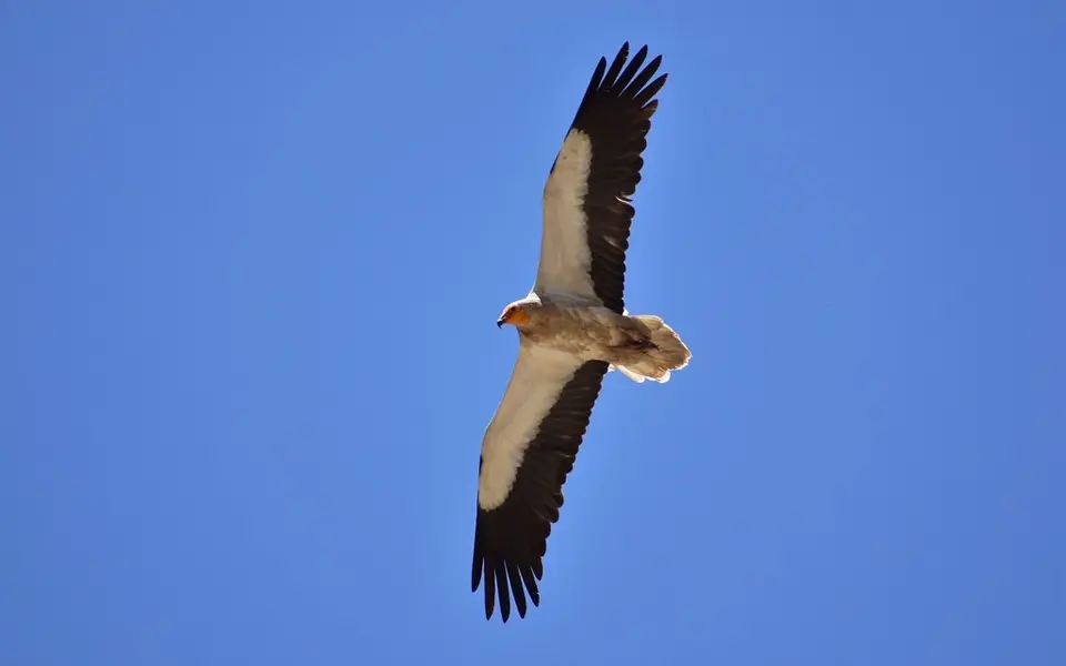 Egyptian Vulture (Neophron percnopterus) — photo 3 of 3