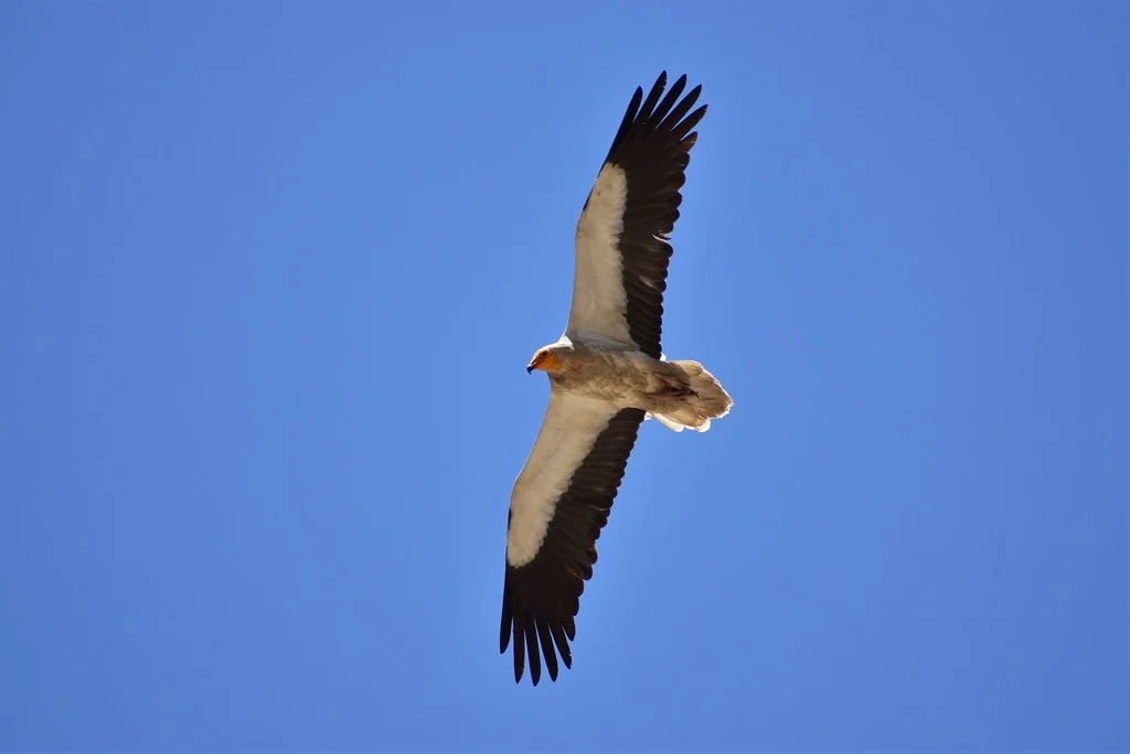 Egyptian Vulture (Neophron percnopterus) — photo 3 of 3