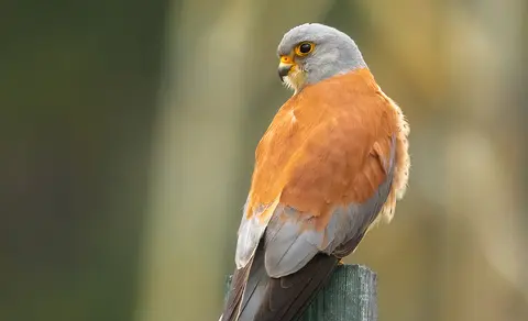 Lesser Kestrel (Falco naumanni) — photo 3 of 5