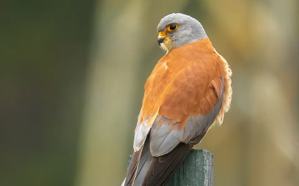 Lesser Kestrel (Falco naumanni) — photo 3 of 5
