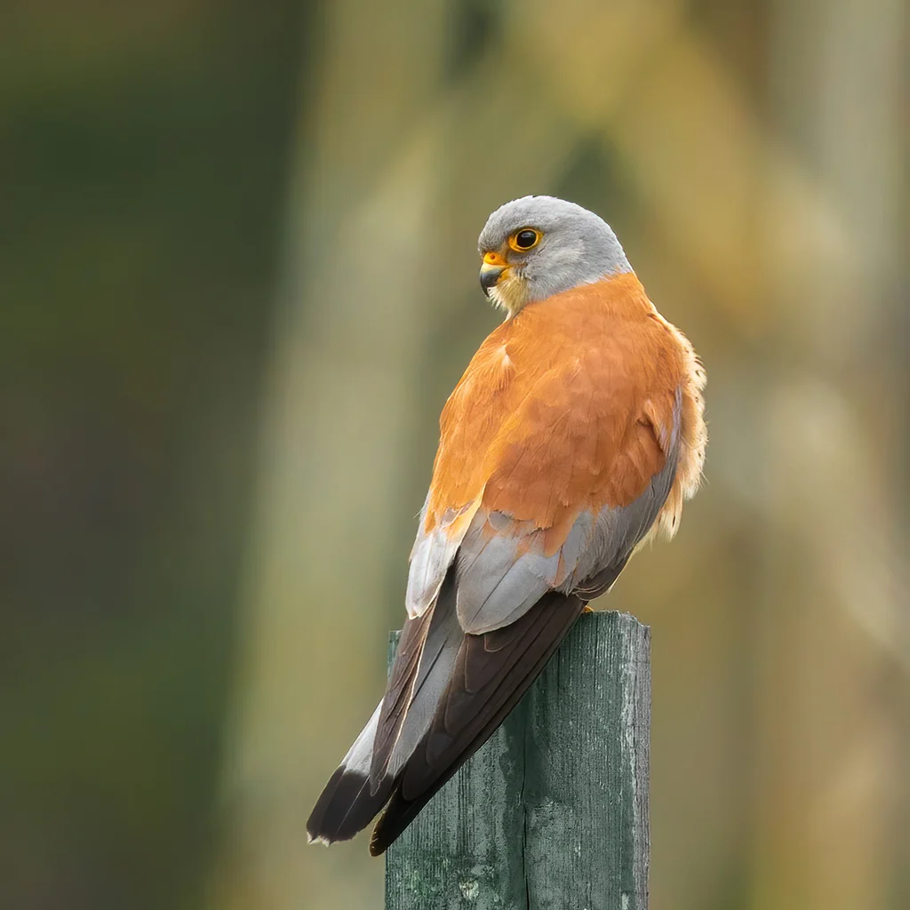 Lesser Kestrel (Falco naumanni) — photo 3 of 5