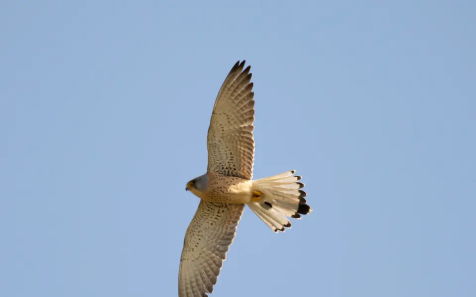 Lesser Kestrel (Falco naumanni) — photo 4 of 5