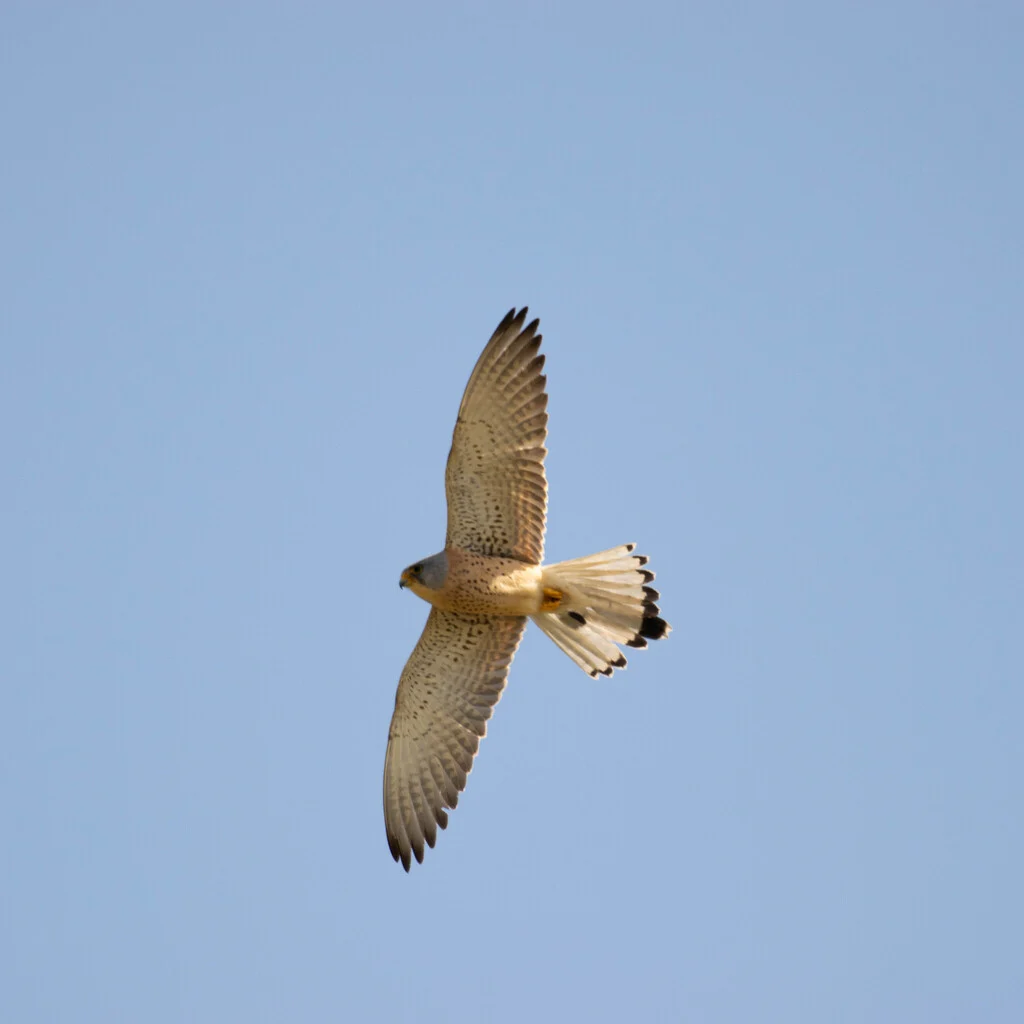 Lesser Kestrel (Falco naumanni) — photo 4 of 5