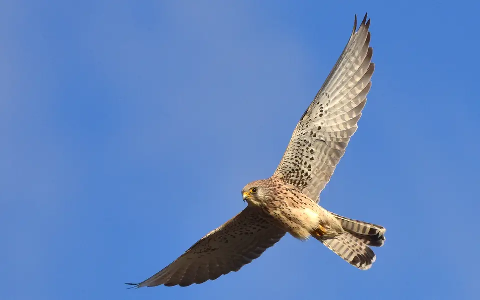 Lesser Kestrel (Falco naumanni) — photo 5 of 5