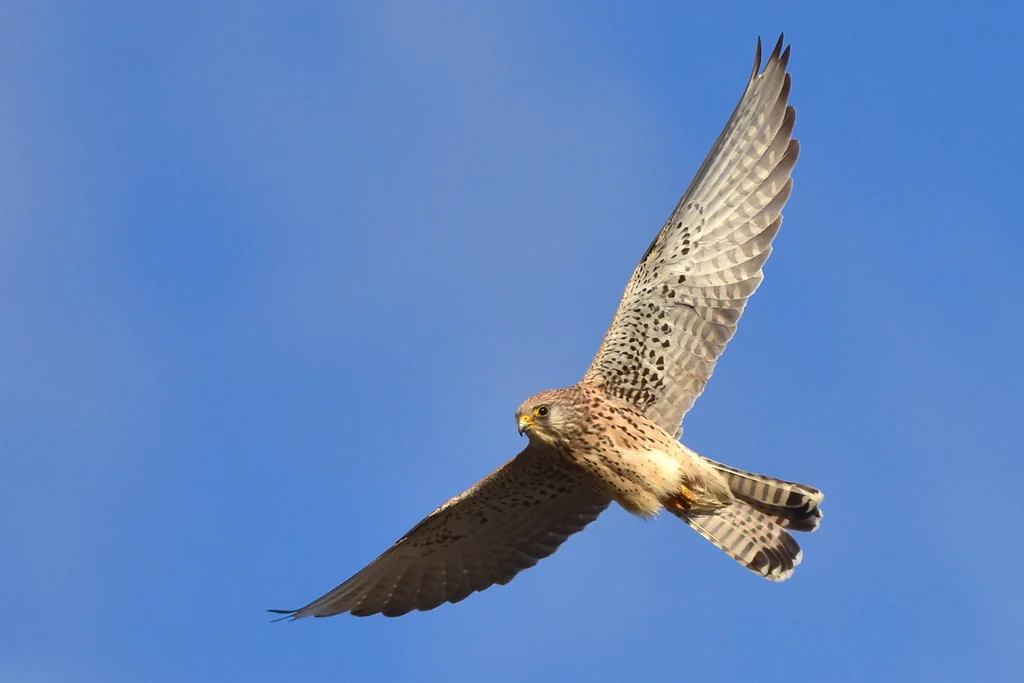 Lesser Kestrel (Falco naumanni) — photo 5 of 5