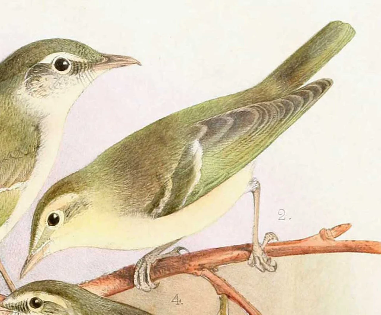 Green Warbler (Phylloscopus nitidus) — photo 5 of 9
