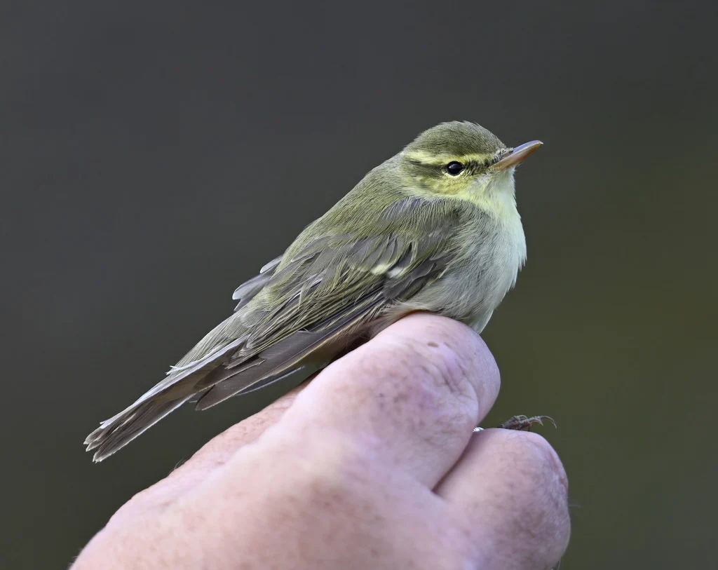 Green Warbler (Phylloscopus nitidus) — photo 6 of 9