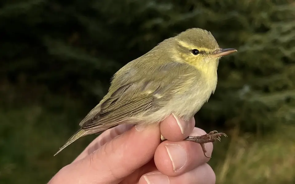 Green Warbler (Phylloscopus nitidus) — photo 7 of 9