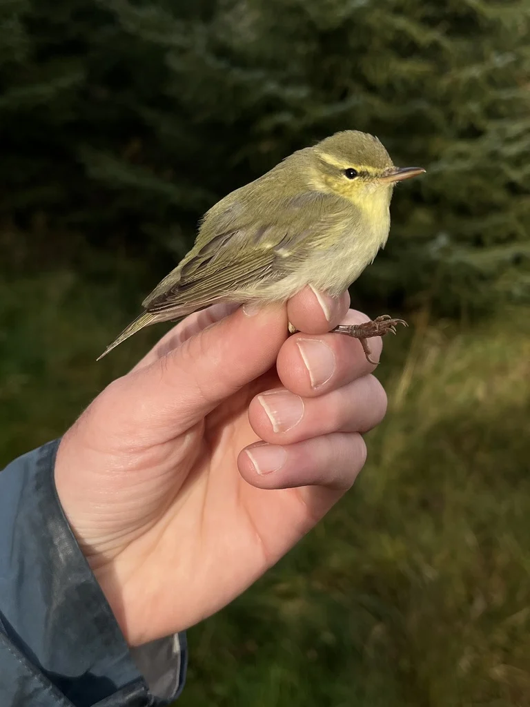 Green Warbler (Phylloscopus nitidus) — photo 7 of 9