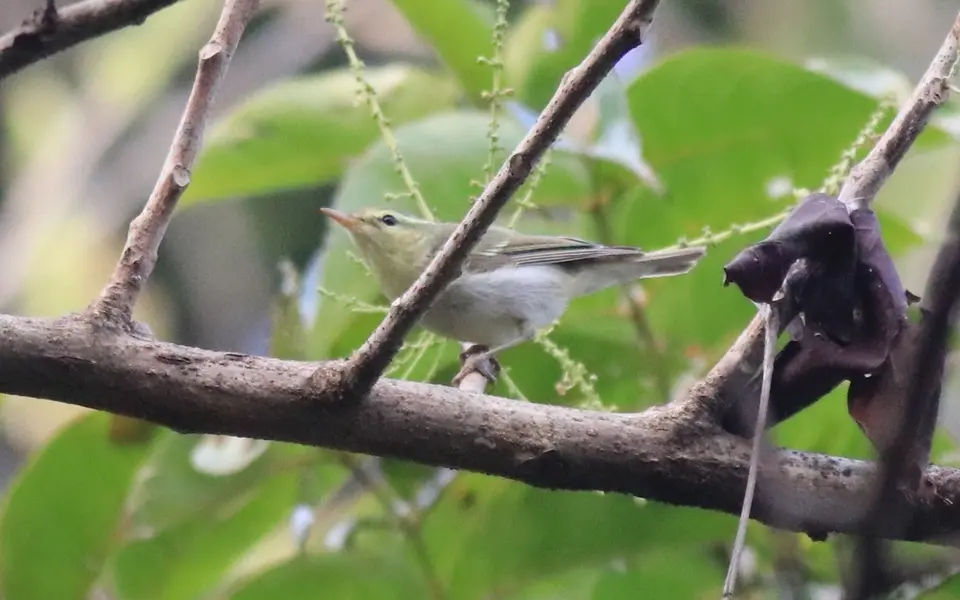 Green Warbler (Phylloscopus nitidus) — photo 8 of 9