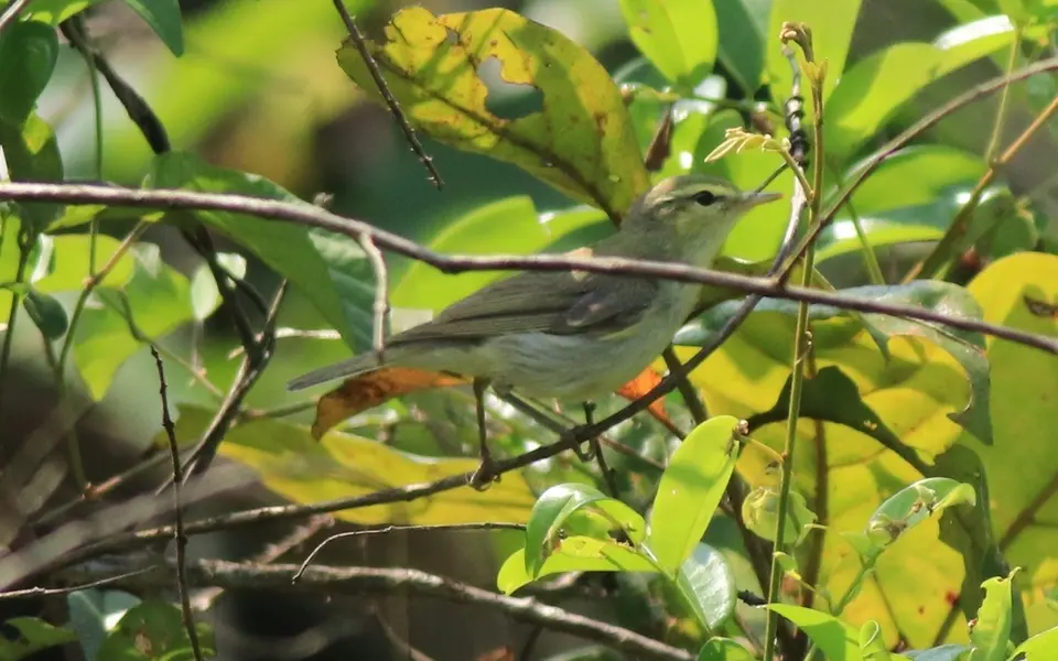 Green Warbler (Phylloscopus nitidus) — photo 9 of 9
