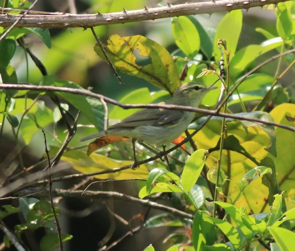 Green Warbler (Phylloscopus nitidus) — photo 9 of 9