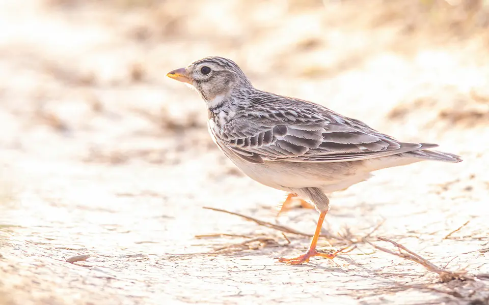 Calandra Lark (Melanocorypha calandra) — photo 1 of 3