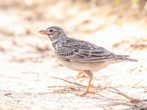 Calandra Lark