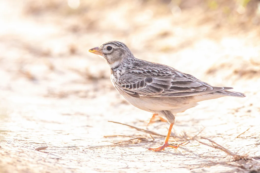 Calandra Lark (Melanocorypha calandra) — photo 1 of 3