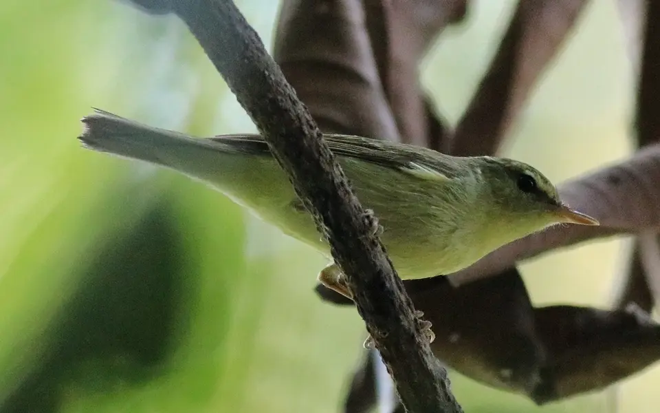 Green Warbler (Phylloscopus nitidus) — photo 1 of 9