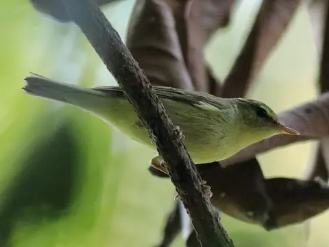 Green Warbler
