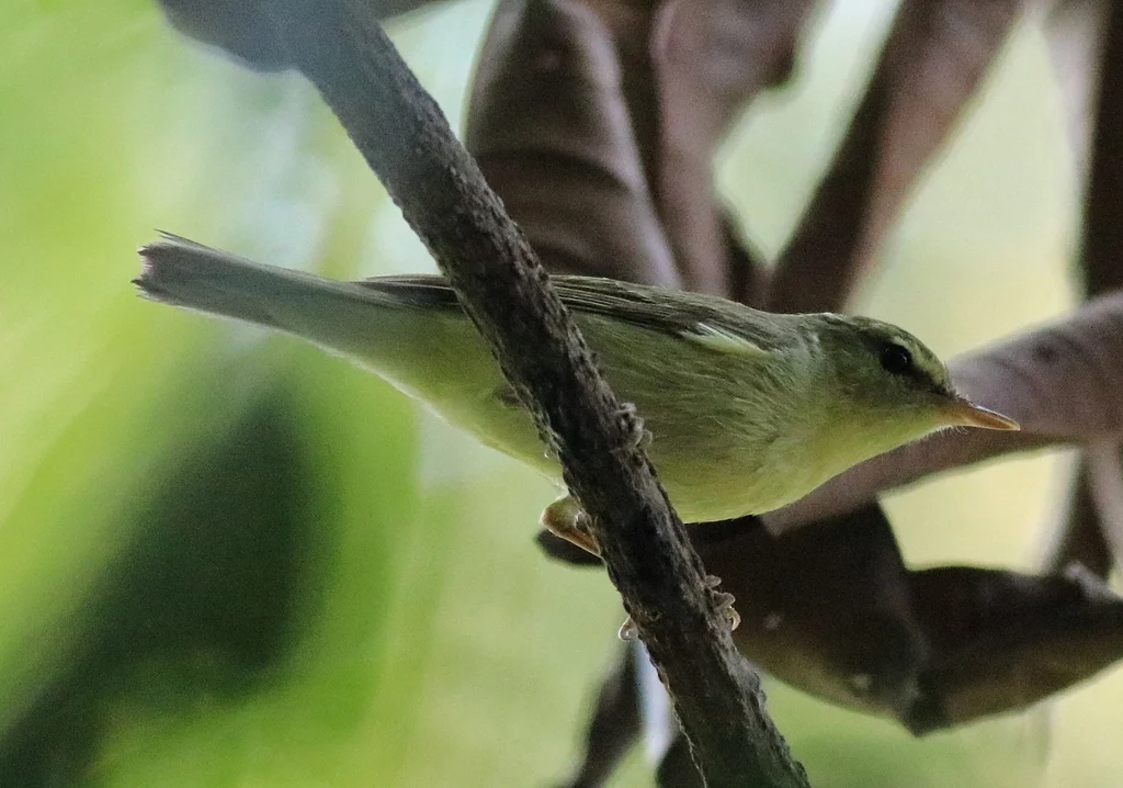 Green Warbler (Phylloscopus nitidus) — photo 1 of 9