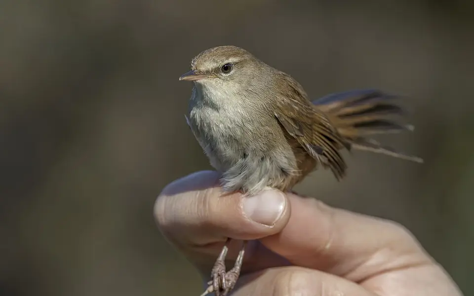 Cetti's Warbler (Cettia cetti) — photo 1 of 4