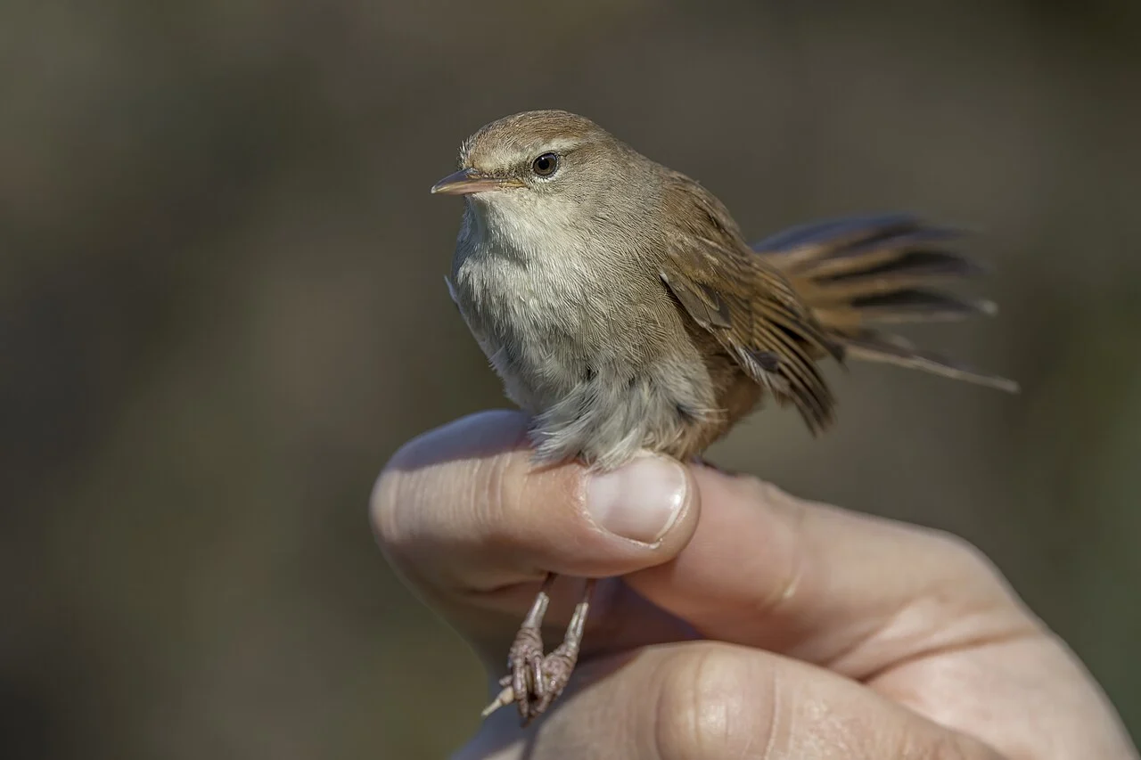 Cetti's Warbler (Cettia cetti) — photo 1 of 4
