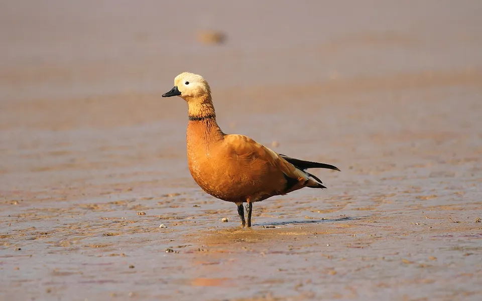 Ruddy Shelduck (Tadorna ferruginea) — photo 4 of 6
