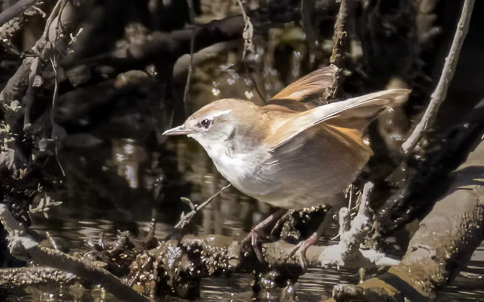 Cetti's Warbler (Cettia cetti) — photo 2 of 4