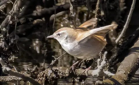 Cetti's Warbler (Cettia cetti) — photo 2 of 4