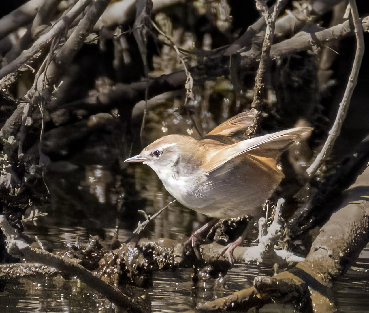 Cetti's Warbler (Cettia cetti) — photo 2 of 4