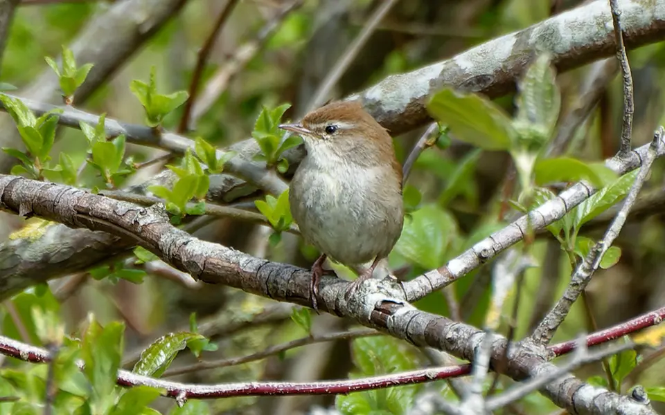 Cetti's Warbler (Cettia cetti) — photo 3 of 4