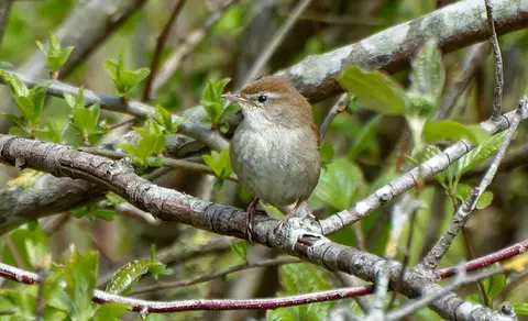 Cetti's Warbler (Cettia cetti) — photo 3 of 4