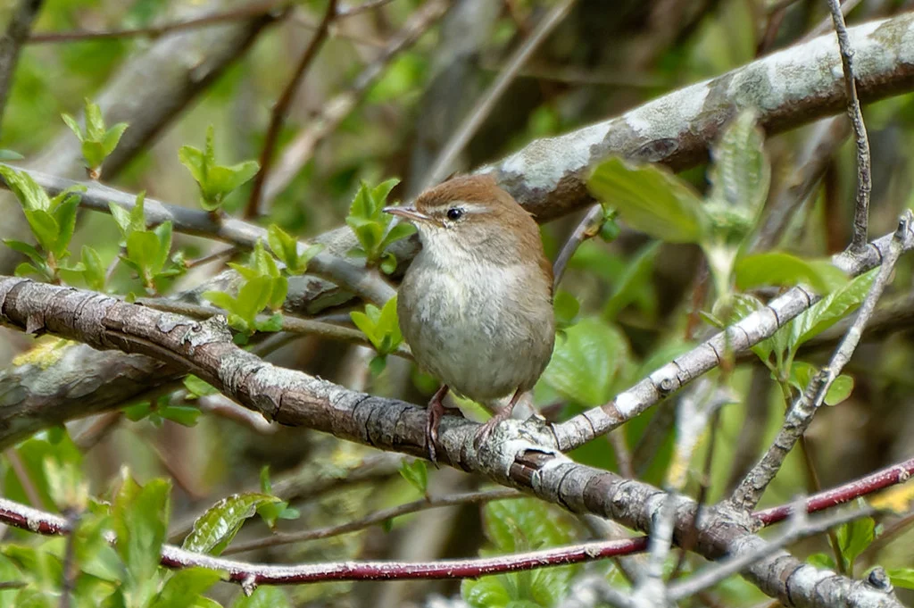 Cetti's Warbler (Cettia cetti) — photo 3 of 4