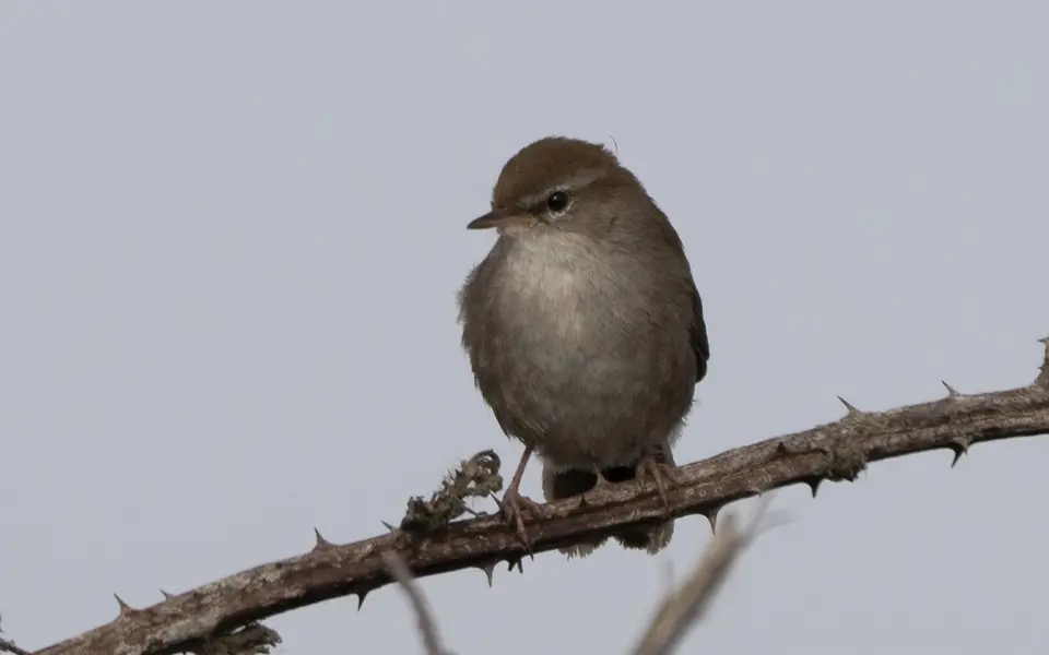 Cetti's Warbler (Cettia cetti) — photo 4 of 4