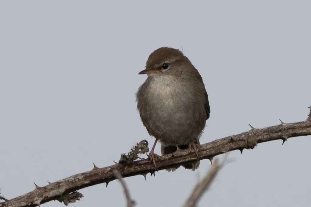 Cetti's Warbler (Cettia cetti) — photo 4 of 4