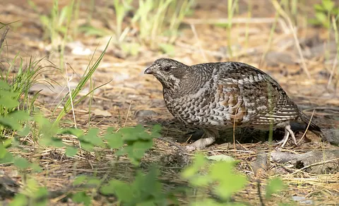 Hazel Grouse