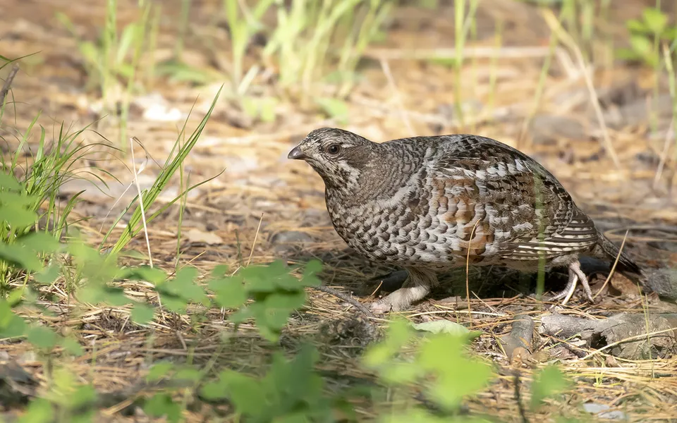 Hazel Grouse (Tetrastes bonasia) — photo 3 of 5