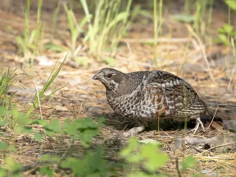 Hazel Grouse