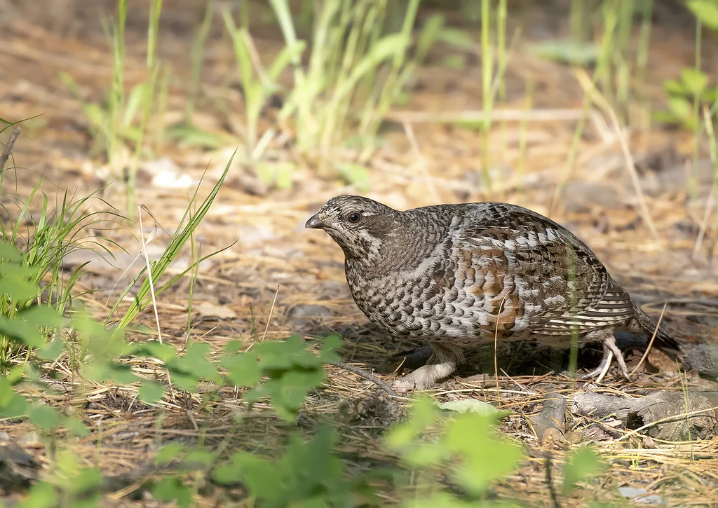 Hazel Grouse