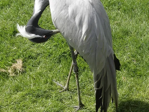 Красавка (лат. Grus virgo) — фото 3 из 9