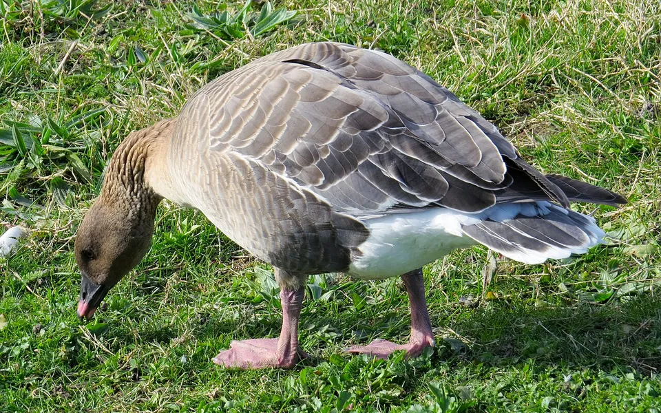 Pink-footed Goose (Anser brachyrhynchus) — photo 2 of 3