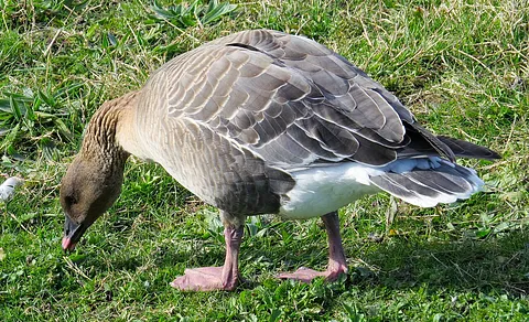 Pink-footed Goose (Anser brachyrhynchus) — photo 2 of 3