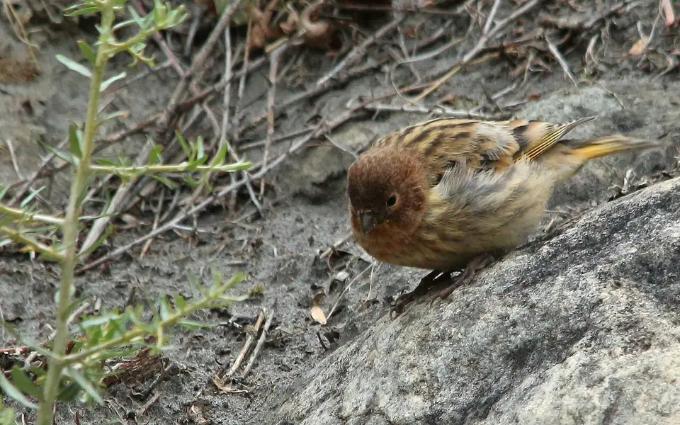 Fire-fronted Serin (Serinus pusillus) — photo 2 of 4