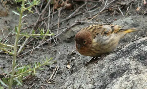 Fire-fronted Serin (Serinus pusillus) — photo 2 of 4