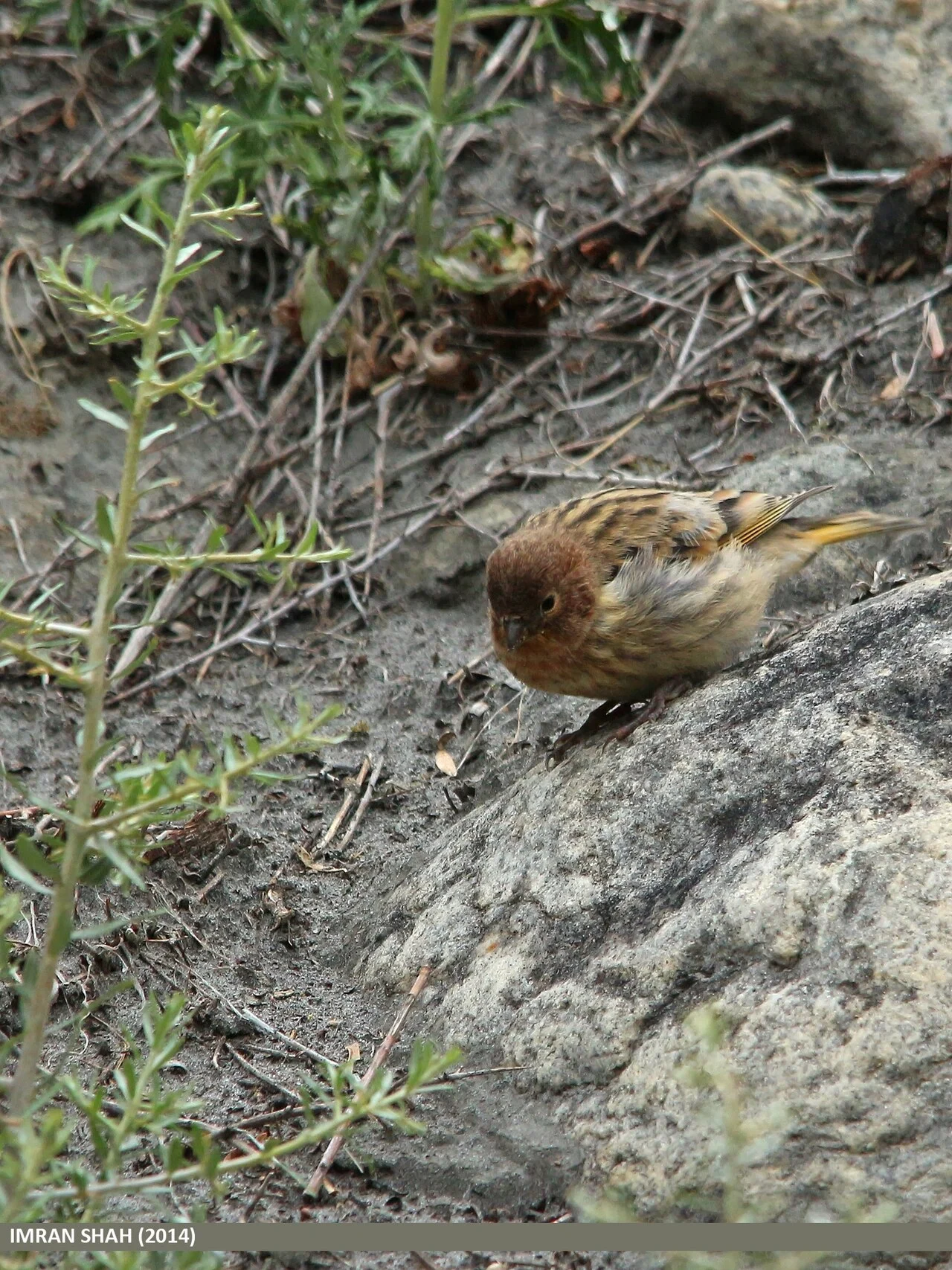 Fire-fronted Serin (Serinus pusillus) — photo 2 of 4