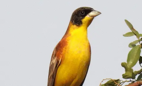 Black-headed Bunting (Emberiza melanocephala) — photo 2 of 7