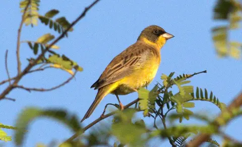 Black-headed Bunting (Emberiza melanocephala) — photo 3 of 7