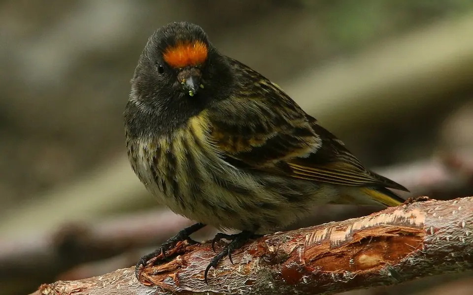 Fire-fronted Serin (Serinus pusillus) — photo 1 of 4