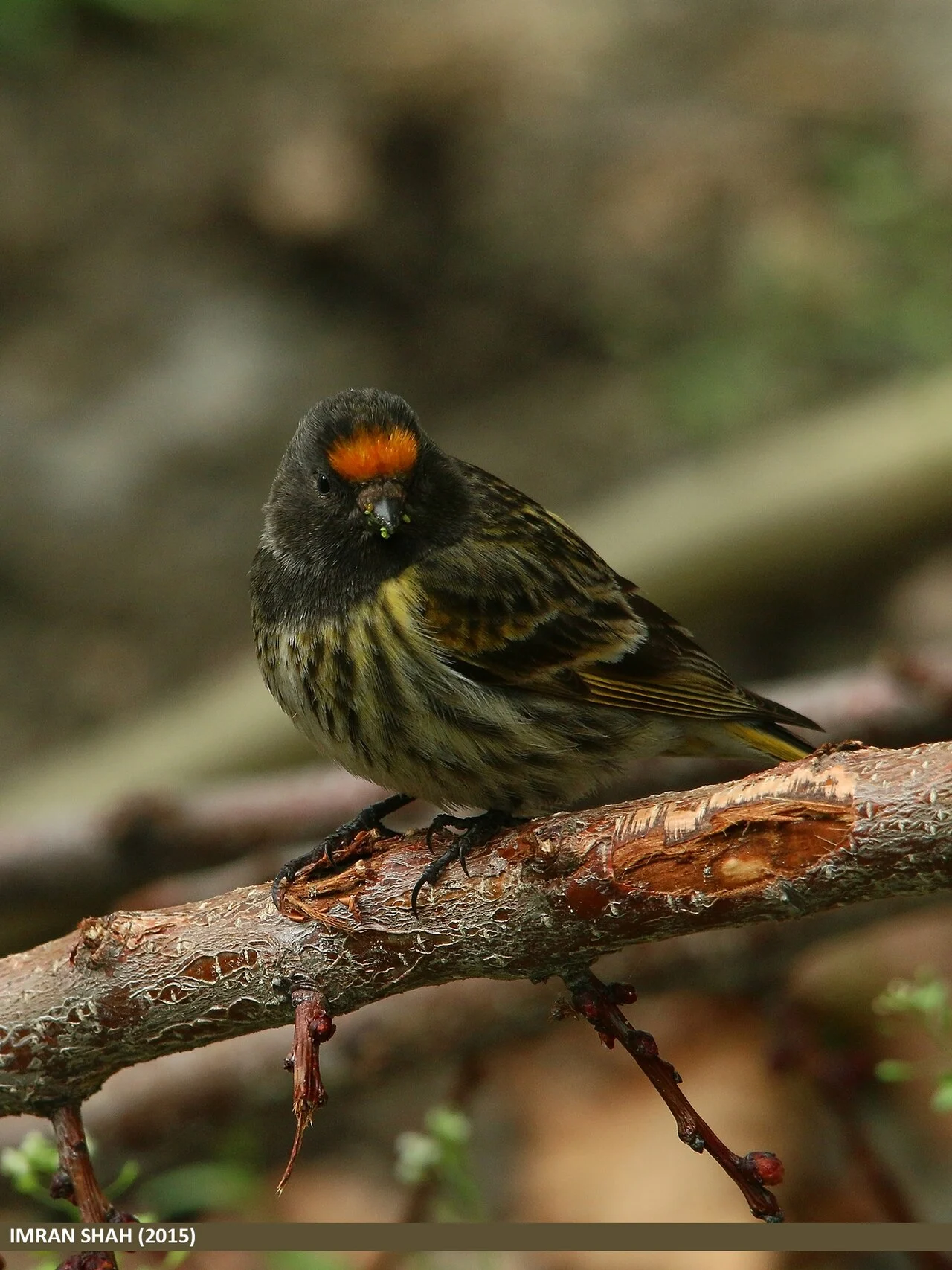 Fire-fronted Serin (Serinus pusillus) — photo 1 of 4