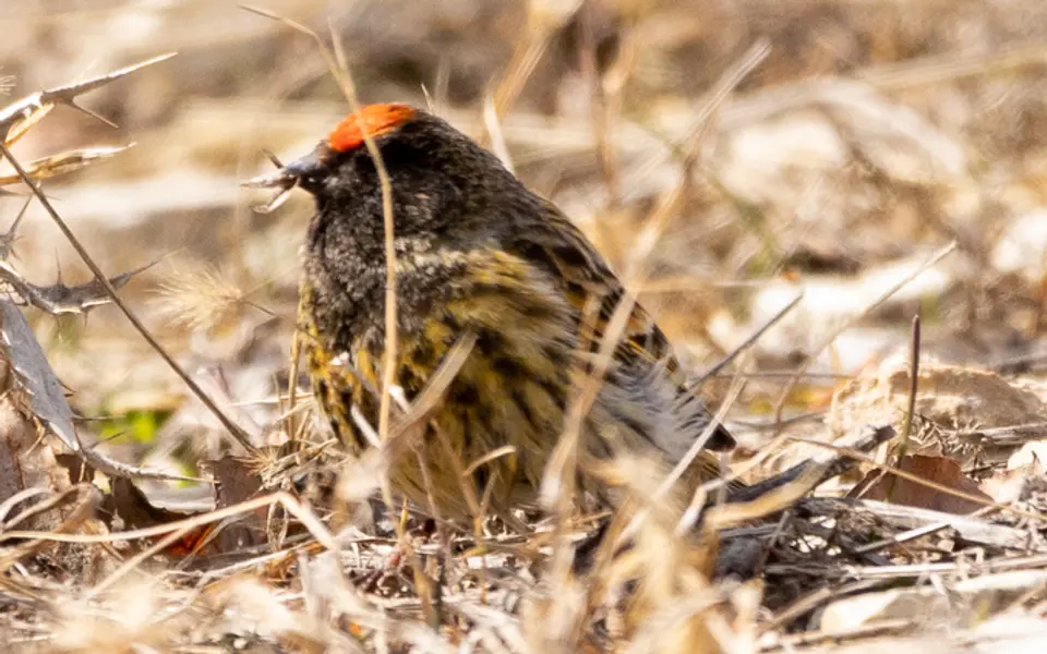 Fire-fronted Serin (Serinus pusillus) — photo 3 of 4