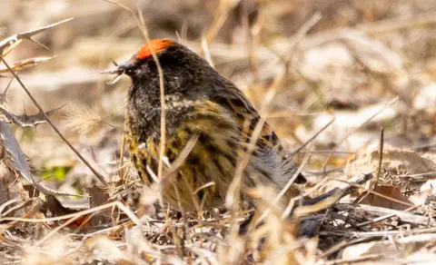 Fire-fronted Serin (Serinus pusillus) — photo 3 of 4